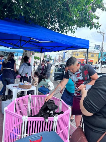 Poá promove campanha de vacinação antirrábica e adoção de cães e gatos