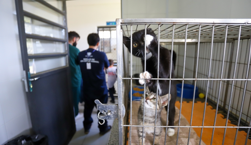 Prefeitura disponibiliza canais para denúncias sobre abandono