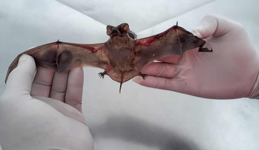 Centro de Controle de Zoonoses de Mogi recebe prêmio nacional da Fiocruz