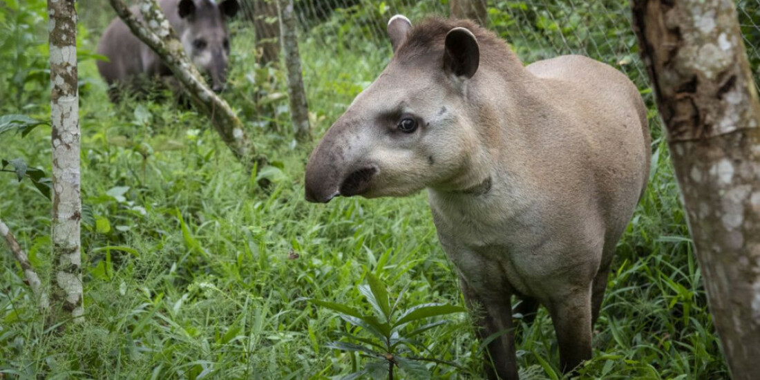 Projeto Guapiaçu solta na Mata Atlântica novo casal de antas