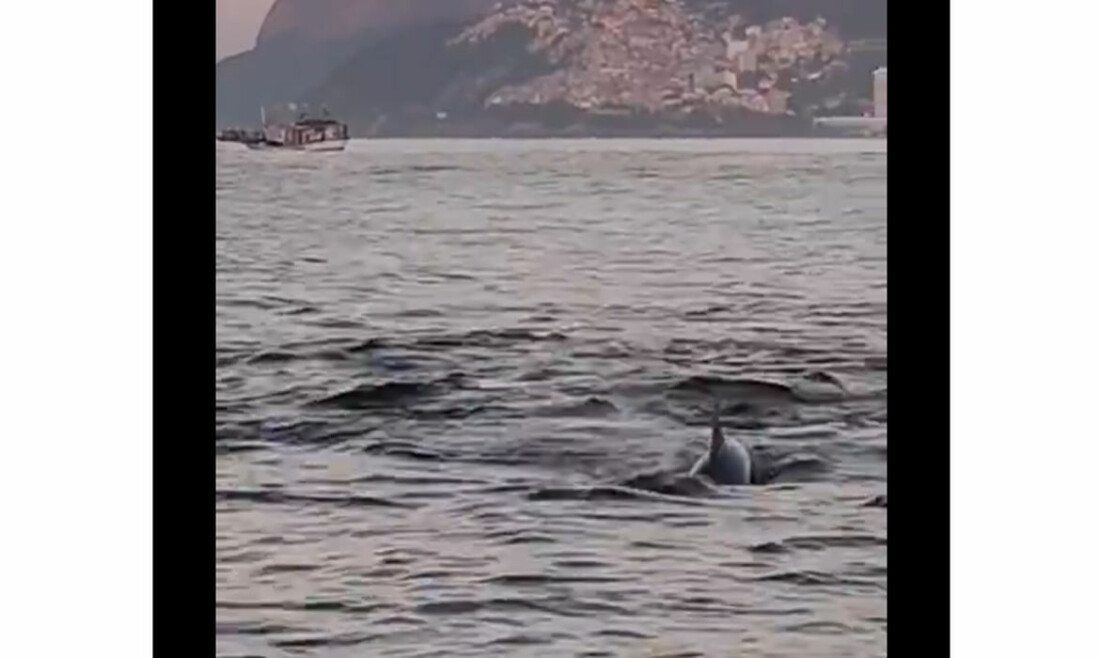 Grupo de golfinhos indica boas condições ambientais em praia carioca
