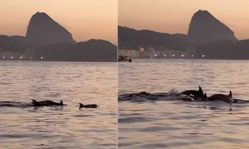 Golfinhos encantam banhistas no Rio e indicam boas condições de praia