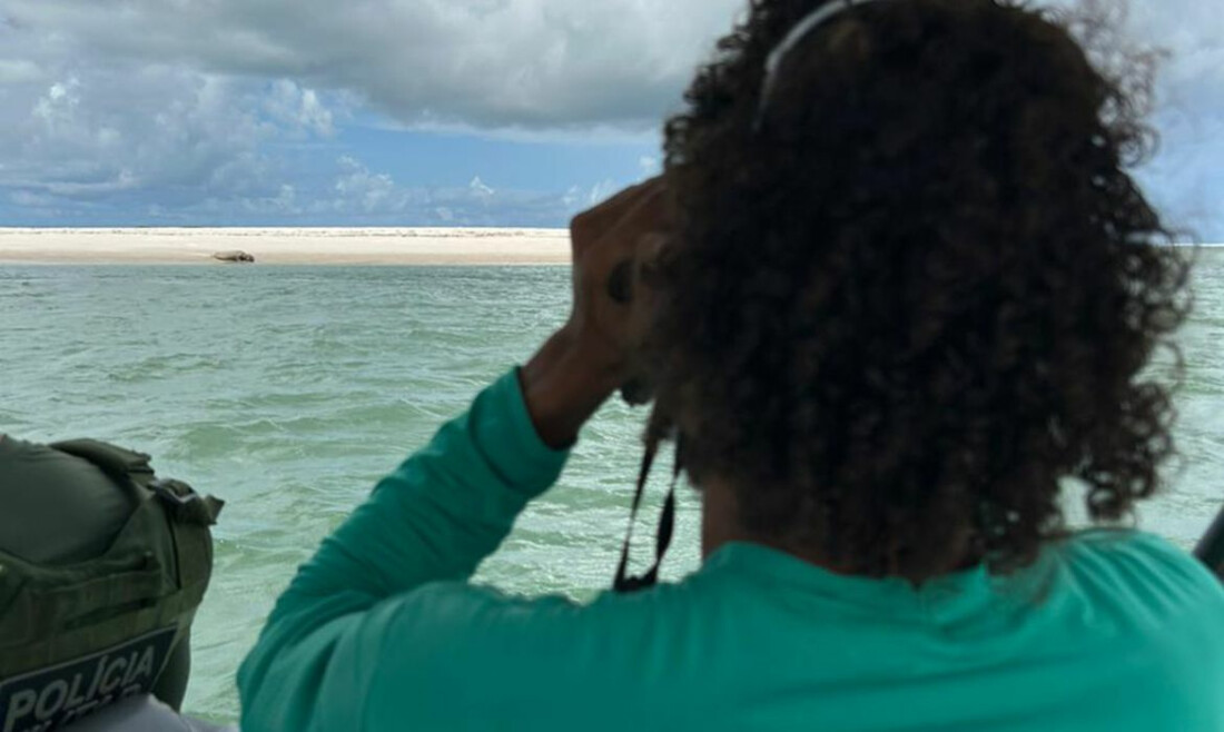 Elefante-marinho volta a ser avistado no litoral alagoano