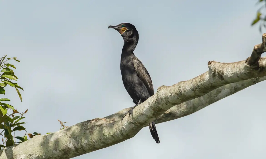 Atlas lançado na COP15 mostra rotas migratórias de aves vulneráveis