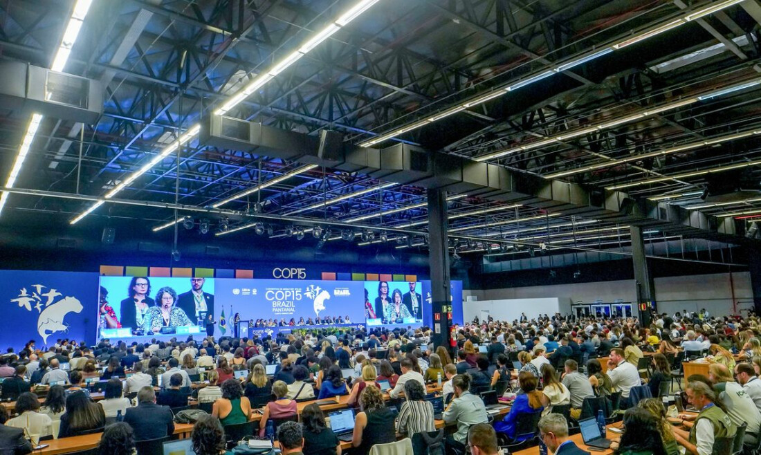 COP15 aprova maior proteção de bagres gigantes da Amazônia e ariranhas