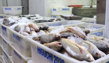 Tradição da Semana Santa movimenta comércio de peixes na cidade