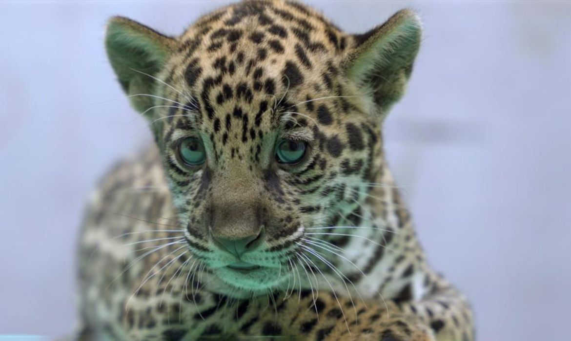 Onça-pintada nascida no BioParque Vale Amazônia ganha o nome de Xingu