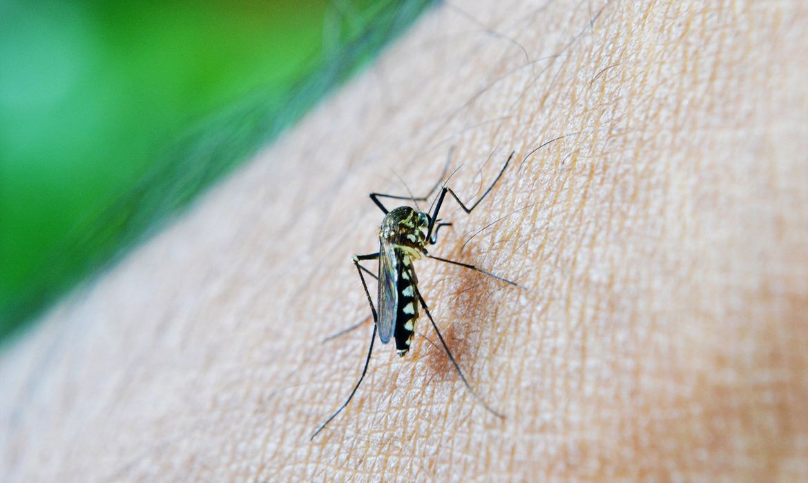 OMS: dengue é indicador da relação mudanças climáticas e arboviroses