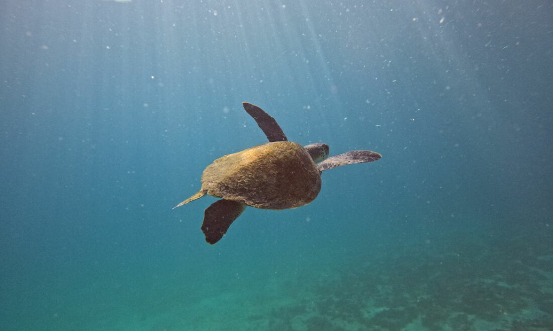 Pesquisa quer descobrir de onde vêm tartarugas que vivem em Arraial