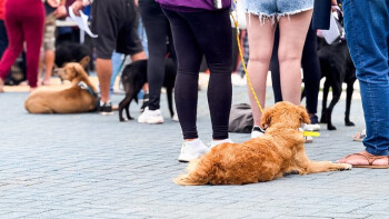 Arujá realiza “Caminhada Pet” neste domingo (26)