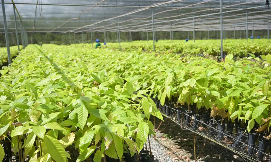 Bioeconomia em áreas degradadas cria produção sustentável no Pará