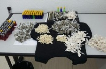 Polícia apreende drogas em Ferraz