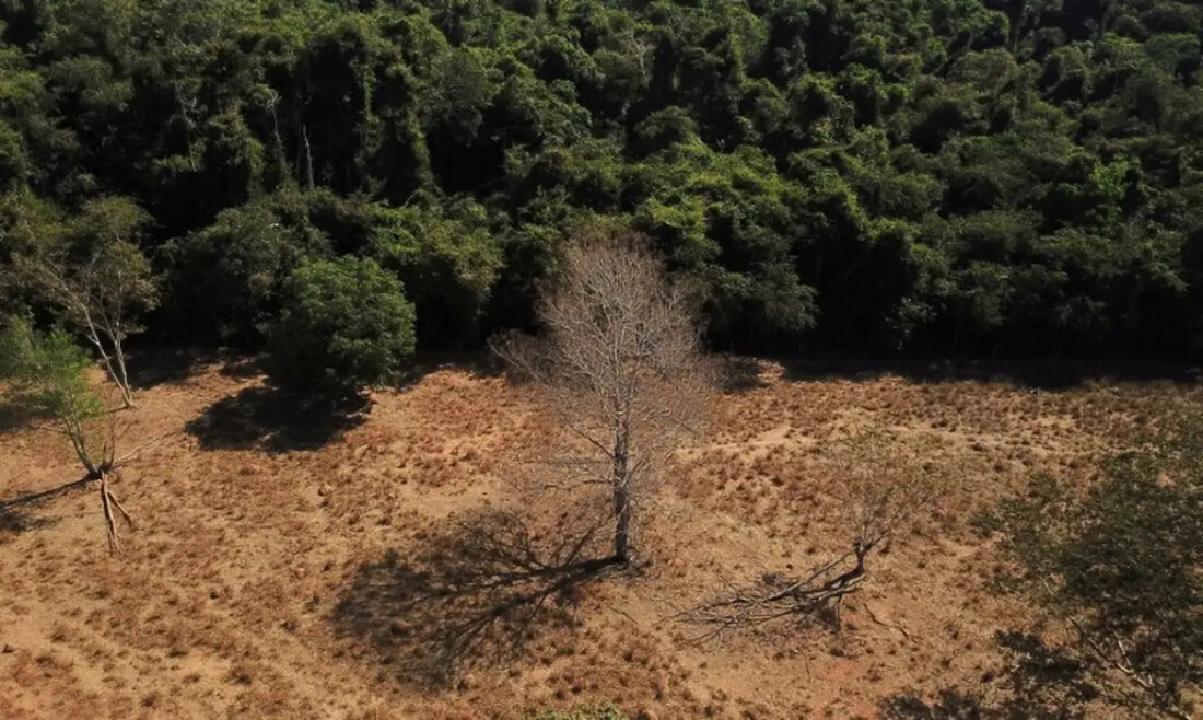 Estudo de longo prazo na Amazônia descarta teoria de savanização