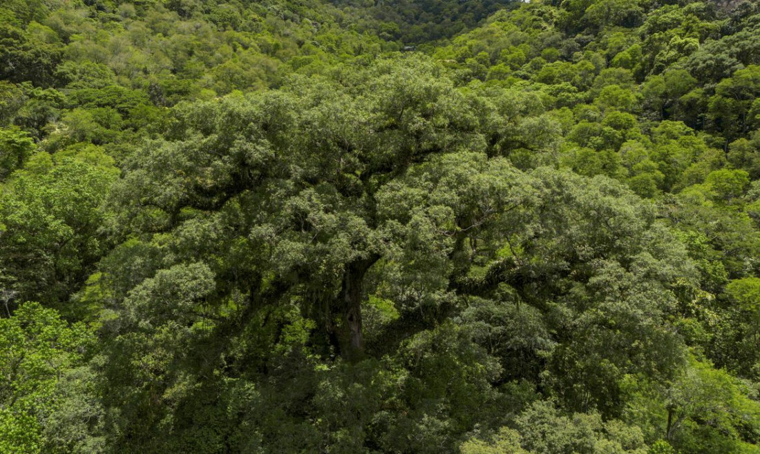 Desmatamento da Mata Atlântica tem queda de 28% em um ano