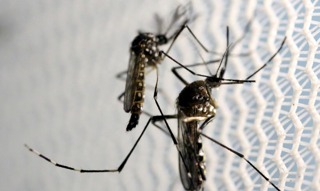 Estado de SP confirma mais duas mortes por febre amarela