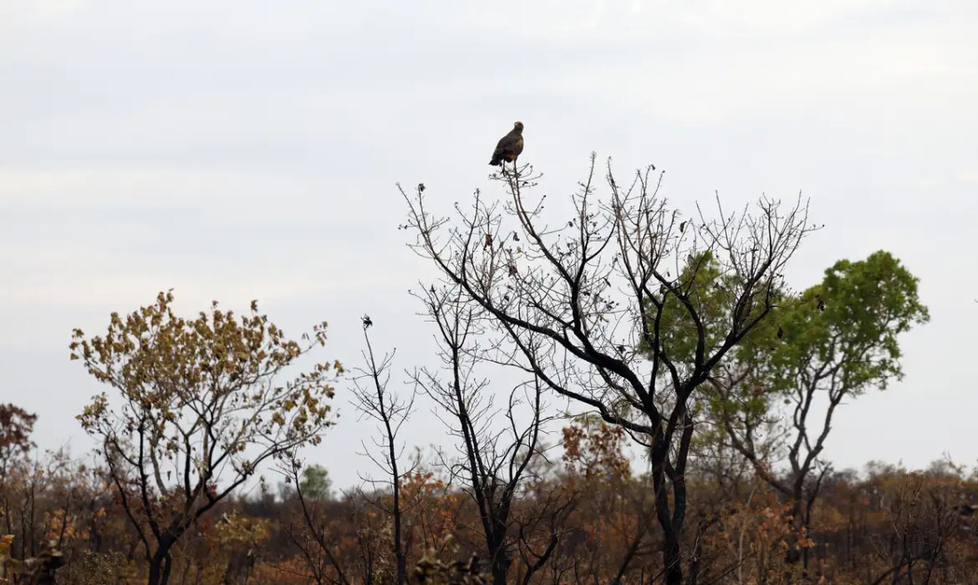 Novas tecnologias ajudam brigadistas a proteger o Cerrado de incêndios
