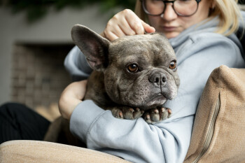 Estratégias para deixar seu pet mais tranquilo quando você sai de casa