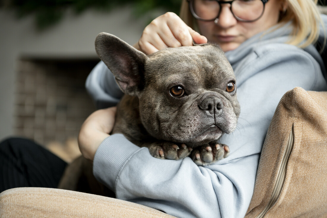 Estratégias para deixar seu pet mais tranquilo quando você sai de casa