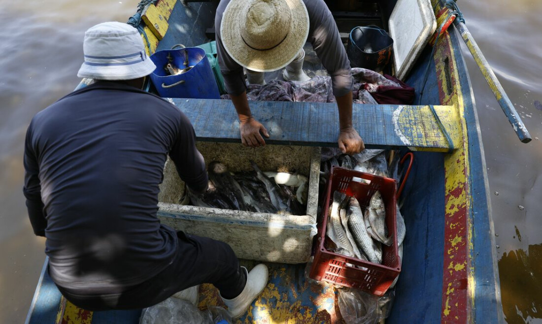 Pesca de tainha na modalidade arrasto de praia está suspensa