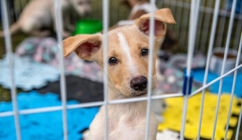 Nubea promove evento de adoção de pets neste sábado (27) no Mogi Shopping