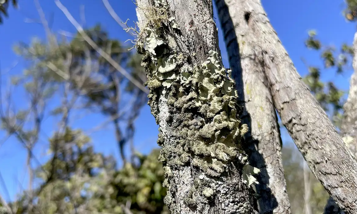Reserva Ecológica do IBGE no DF passa a ter gestão apoiada pelo ICMBio