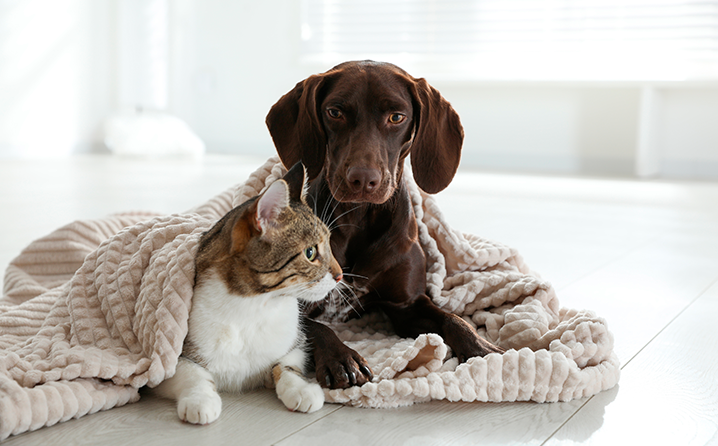 Frio exige cuidado especial com os pets