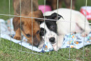 ‘Baby, me Leva!’ promove novo evento de adoção de pets neste domingo