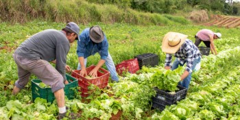 Secretaria já distribuiu 153 toneladas de alimentos