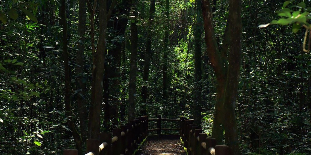 Bolsonaro sanciona redução da Floresta Nacional de Brasília