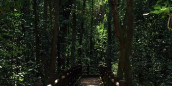 Bolsonaro sanciona redução da Floresta Nacional de Brasília