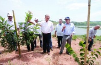 Plantio de mudas pode trazer benefícios dentro de três anos