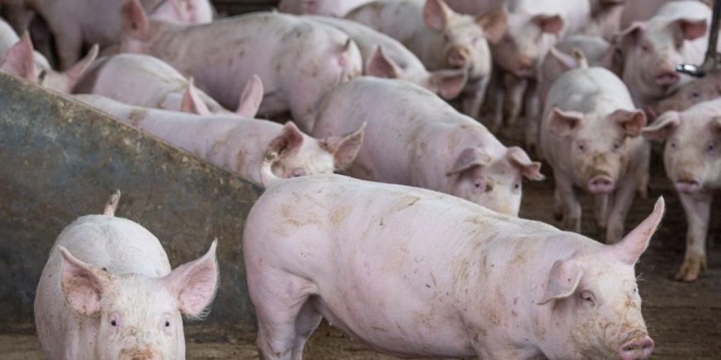 Abate de suínos bate recorde no segundo trimestre, diz IBGE