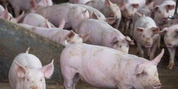 Abate de suínos bate recorde no segundo trimestre, diz IBGE