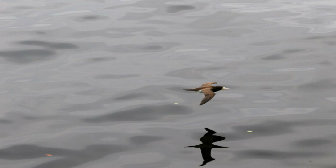 Gripe aviária: produtor deve reforçar segurança, recomenda associação