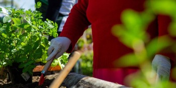 Programa visa revitalizar horta