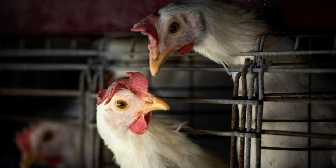 Gripe aviária leva Brasil a decretar emergência zoossanitária