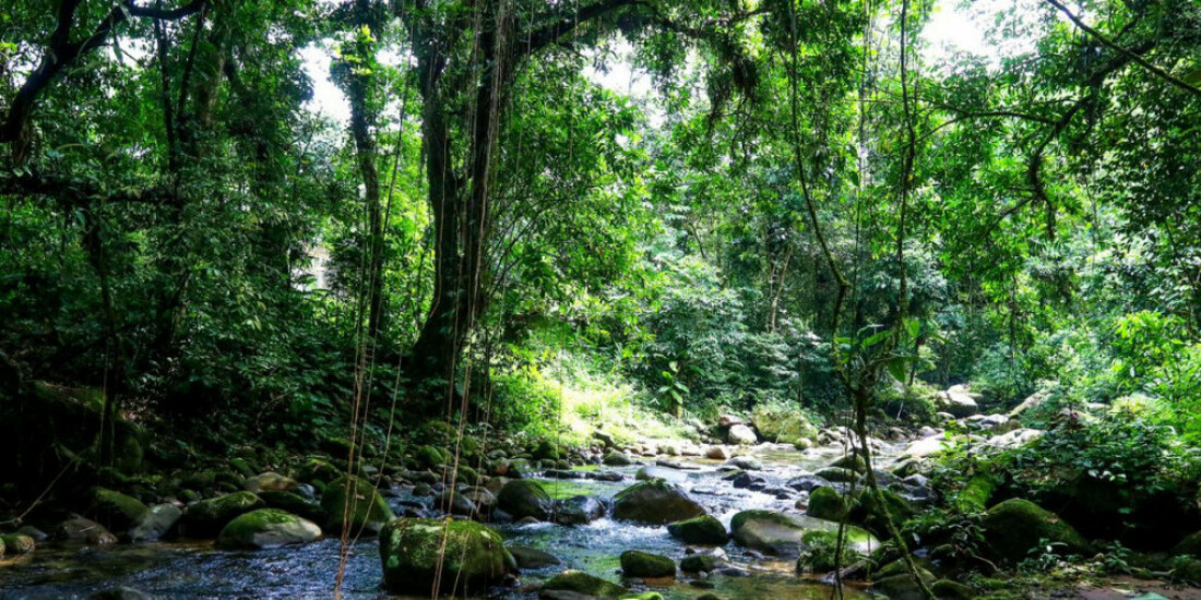 Mata Atlântica tem desafios para preservar fauna e flora