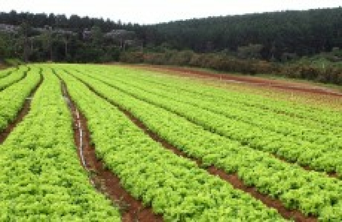 Produtores farão o ato declaratório neste ano