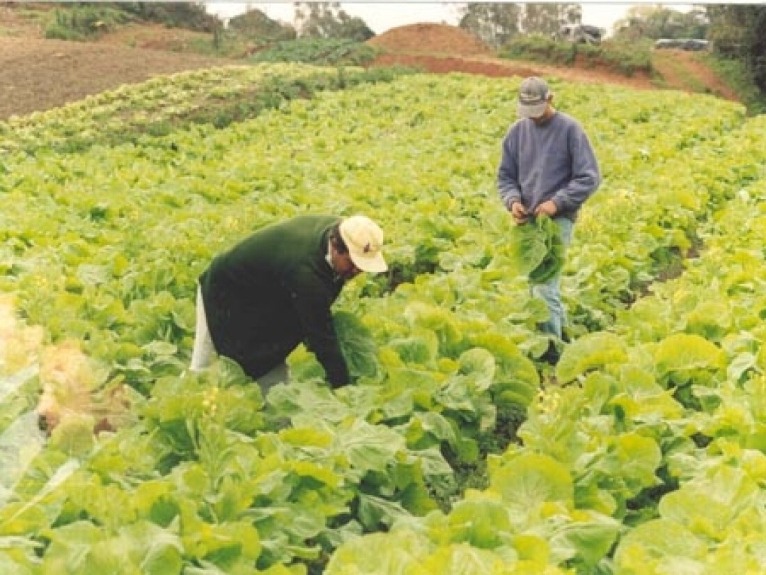 Instituto Biológico treinará horticultores na região