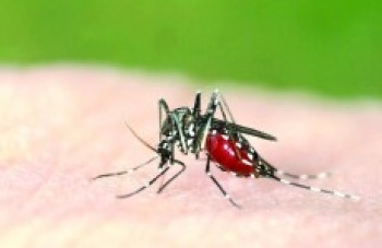 Primeiros casos de chikungunya são diagnosticados no Alto Tietê