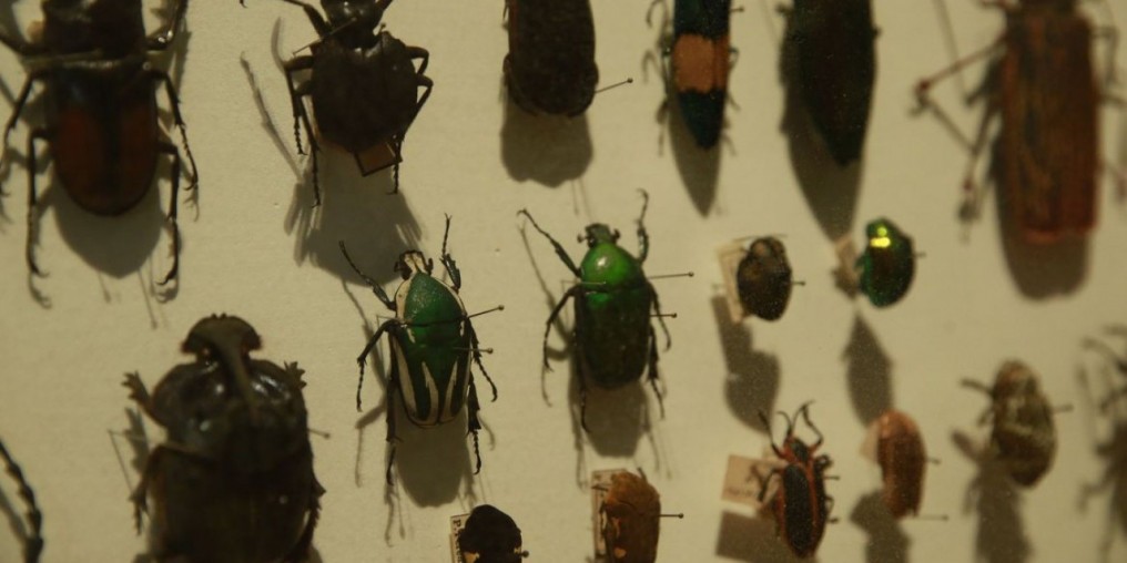 Biodiversidade de insetos no Brasil está em queda, mostra estudo