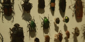 Biodiversidade de insetos no Brasil está em queda, mostra estudo