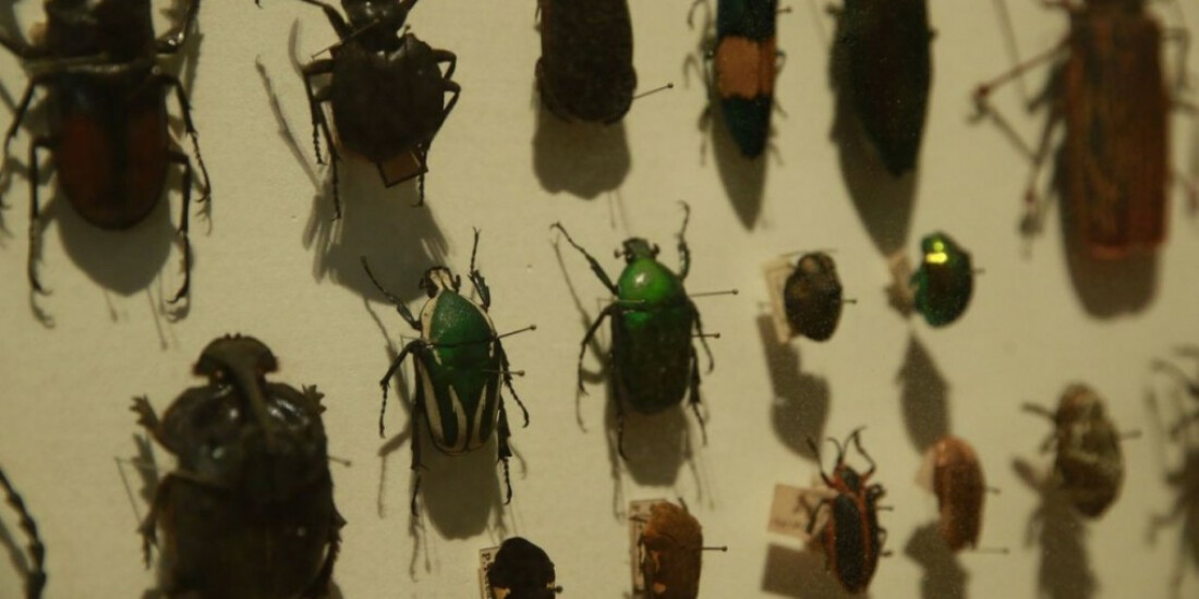 Biodiversidade de insetos no Brasil está em queda, mostra estudo