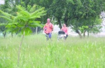 Parque Max Feffer acumula mato, falta de estrutura e reclamações
