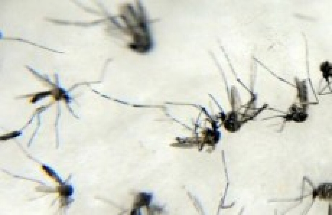Ministério da Saúde confirma relação entre Zika vírus e microcefalia