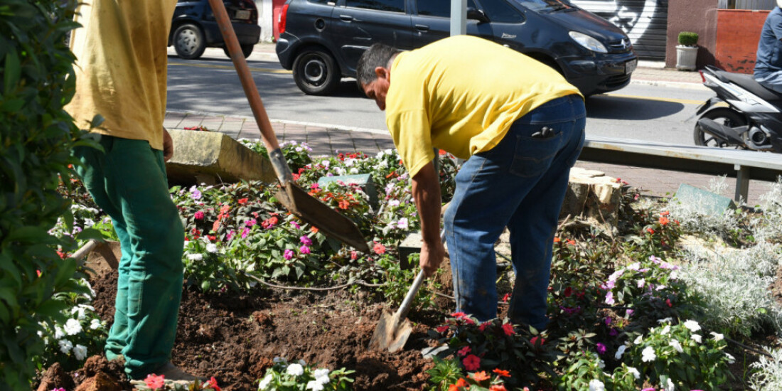 Lei que incentiva o plantio em lotes gera 700 novas árvores