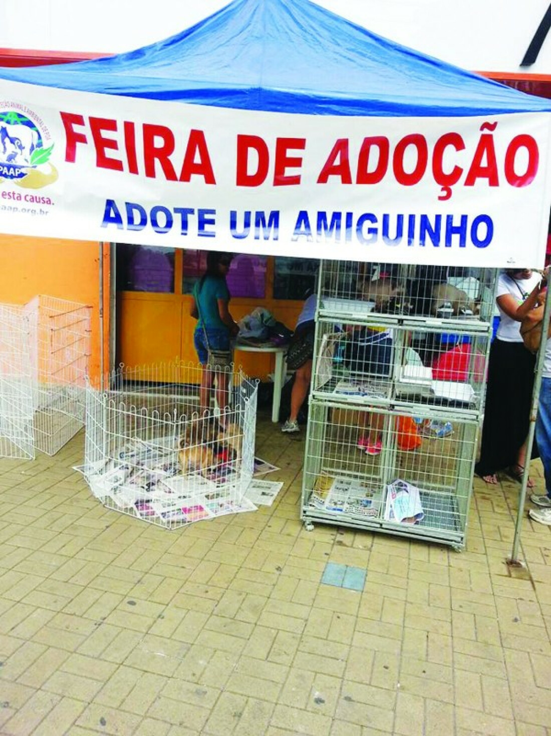 Entidade ajuda 300 animais abandonados