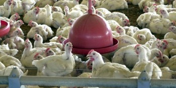 Pesquisa indica queda de 2% no abate de frangos no país