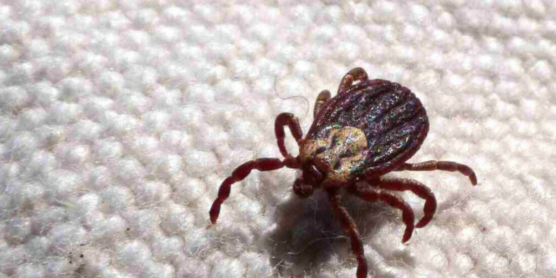 Anvisa aprova registro de kit para diagnóstico de febre maculosa