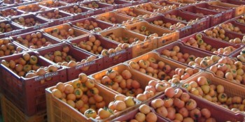 Agricultura recebe inscrições de produtores